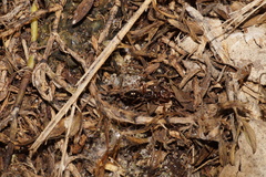 Odontomachus ruginodis