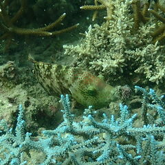 Cheilinus chlorourus