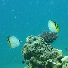 Chaetodon vagabundus