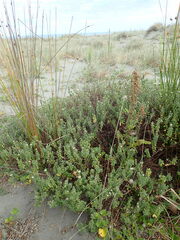 Pimelea villosa
