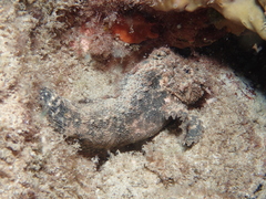 Paraploactis intonsa