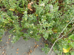Pimelea villosa