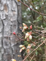 Vaccinium fuscatum