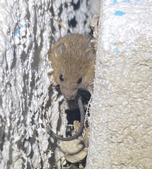 Muroidea