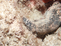 Paraploactis intonsa