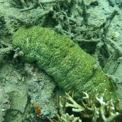 Stichopus herrmanni