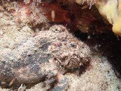 Paraploactis intonsa