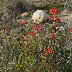 Castilleja affinis