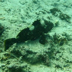 Epinephelus maculatus
