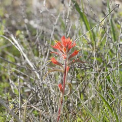 Castilleja affinis