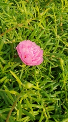 Portulaca grandiflora