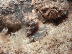 Paraploactis intonsa