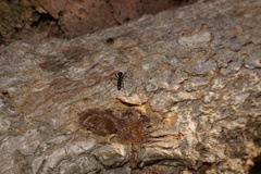 Camponotus sexguttatus