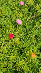 Portulaca grandiflora