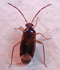 Ceratocapsus modestus