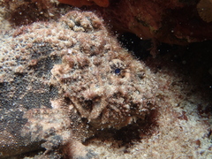 Paraploactis intonsa