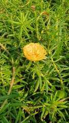 Portulaca grandiflora