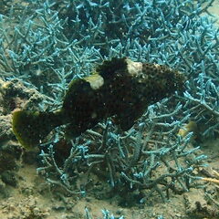 Epinephelus maculatus