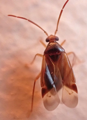 Ceratocapsus modestus