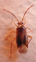 Ceratocapsus modestus