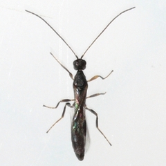 Doryctinae