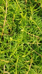 Portulaca grandiflora