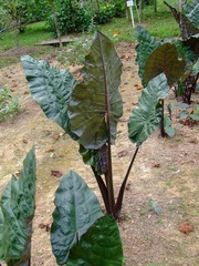 Xanthosoma violaceum