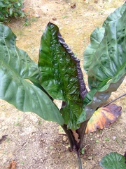 Xanthosoma violaceum