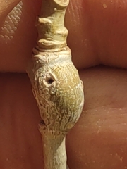 Euhexomyza schineri