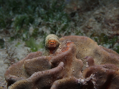 Octopus djinda