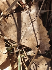 Euhexomyza schineri