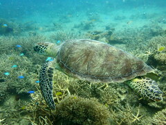 Chelonia mydas