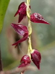 Pleurothallis lindenii