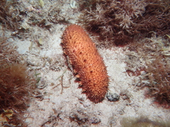 Australostichopus mollis