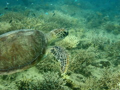 Chelonia mydas