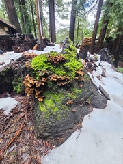 Cerrena zonata