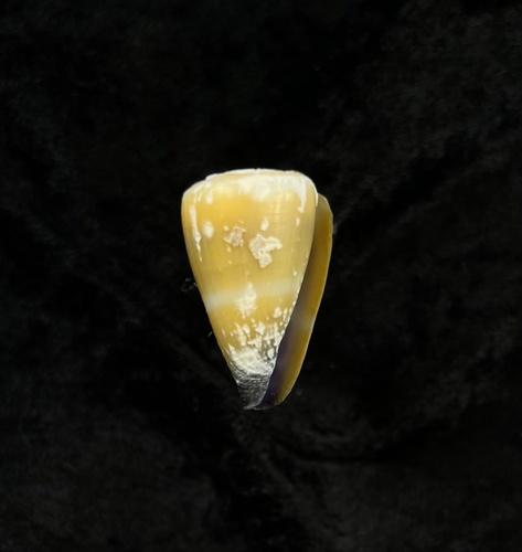 Conus frigidus observed 2023-02-07