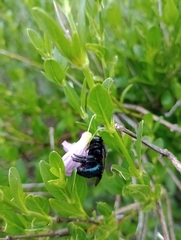 Xylocopa splendidula