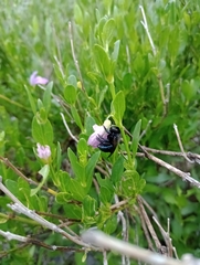 Xylocopa splendidula