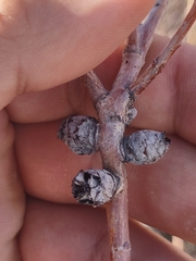 Rabdophaga strobiloides