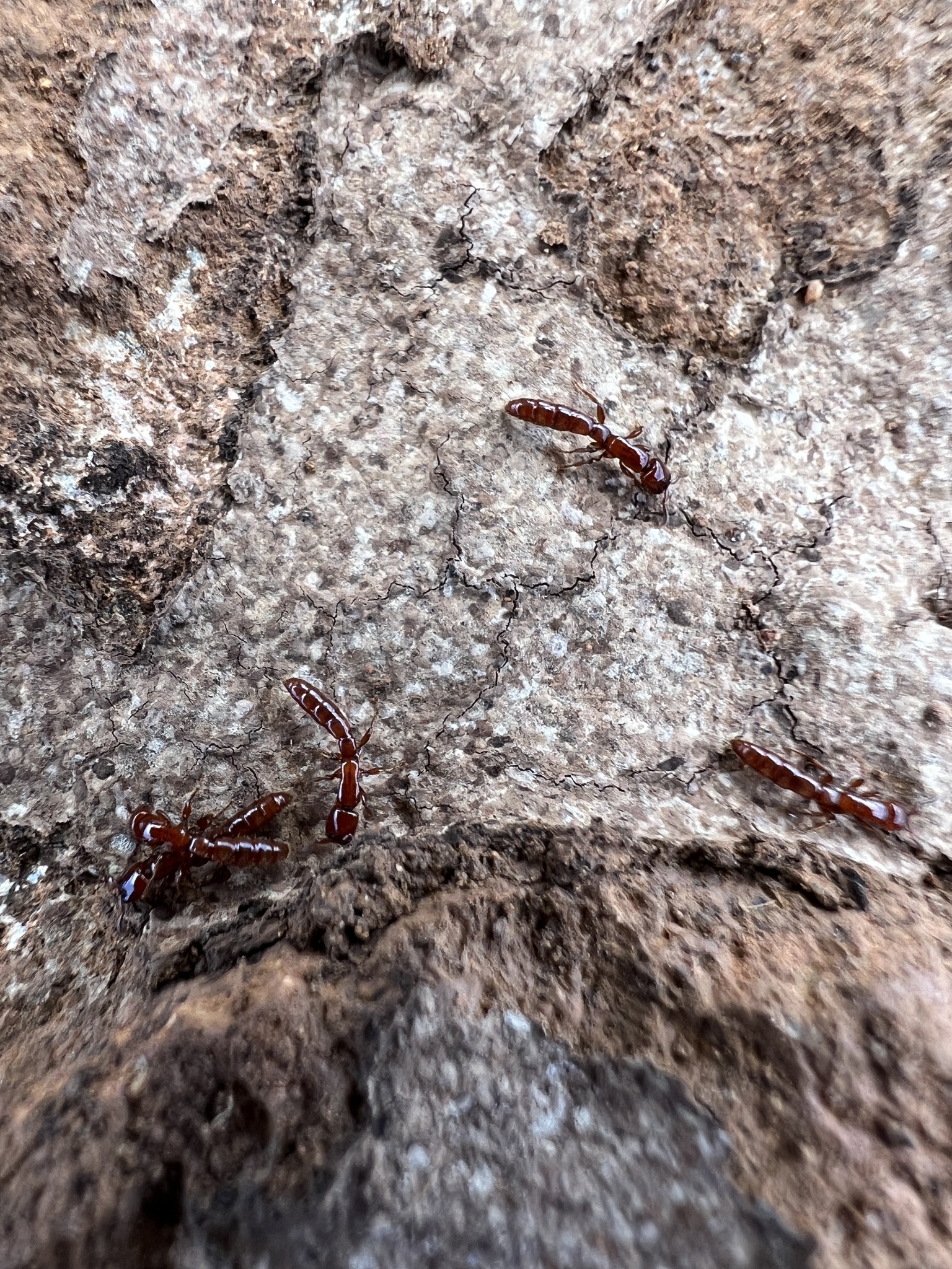 Acanthostichus arizonensis