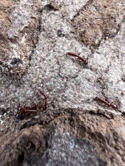 Acanthostichus brevicornis