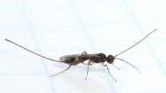 Doryctinae