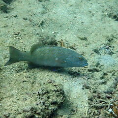 Plectropomus leopardus