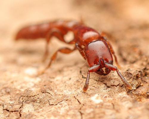Acanthostichus arizonensisAcanthostichus arizonensis