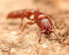 Acanthostichus brevicornis