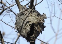 Dolichovespula maculata