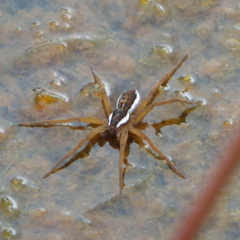 Dolomedes