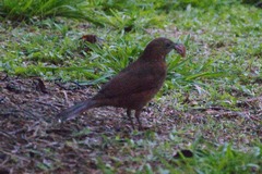 Turdus albicollis