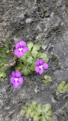 Pinguicula cyclosecta